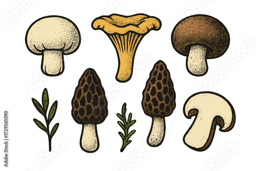 Assortment of edible mushrooms and green leaves on white background