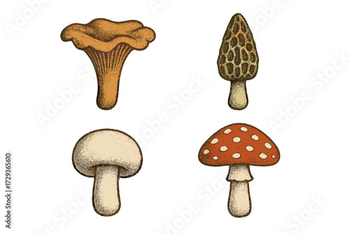 Collection of diverse wild forest mushrooms such as chanterelle, morel, button, and fly agaric fungi