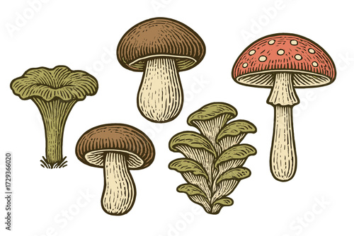 Wild forest mushrooms: chanterelle, boletus, oyster, fly agaric in vintage woodcut style, isolated