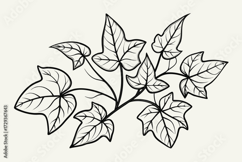 Botanical line drawing of lush ivy leaves elegant and timeless foliage design element