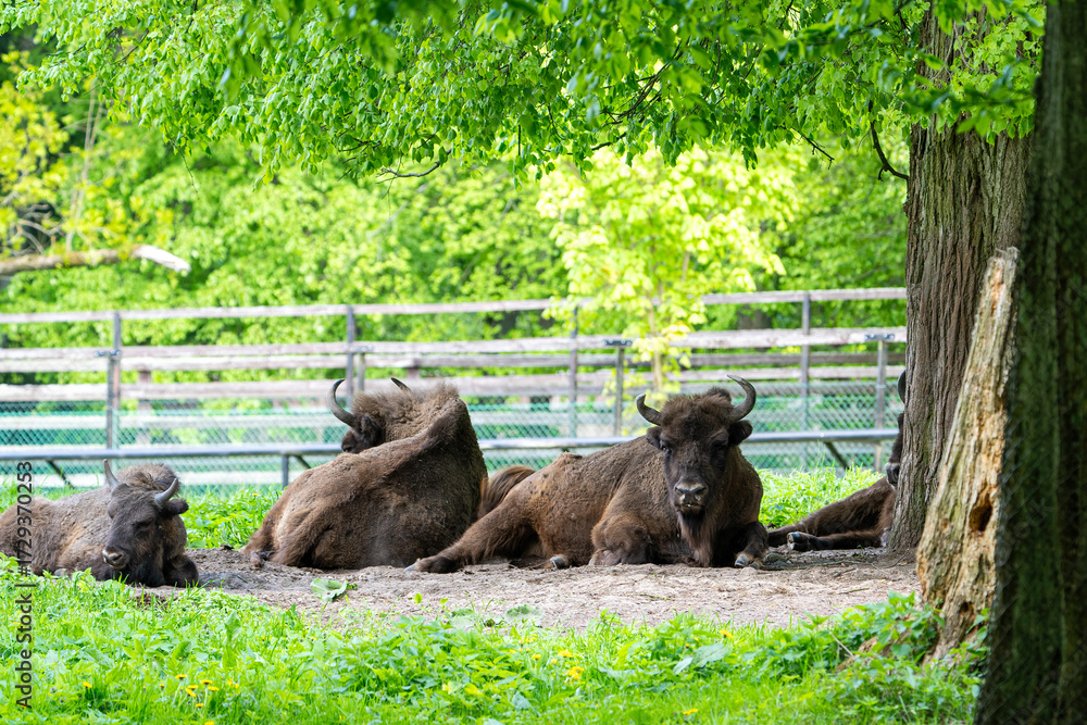 Fototapeta premium Żubry 