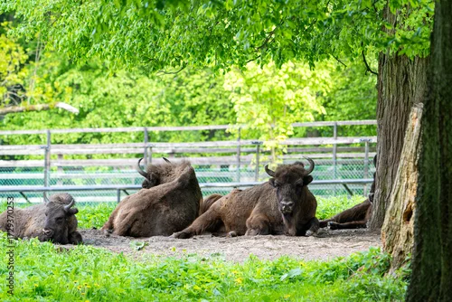 Fototapeta samoprzylepna Żubry 
