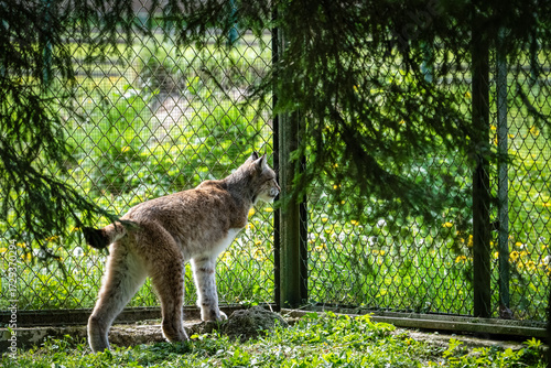 Fototapeta Naklejka Na Ścianę i Meble -  Ryś 