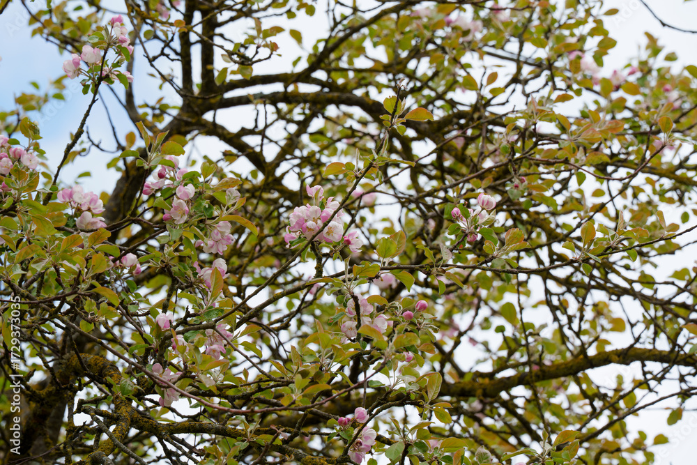 Fototapeta premium soft pink apple blossoms on a tree against a sky background