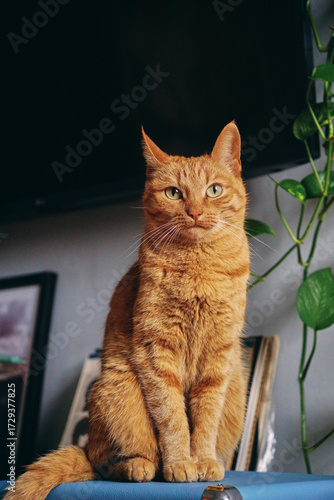 a domestic orange cat sitting on a suitcase in a home environment