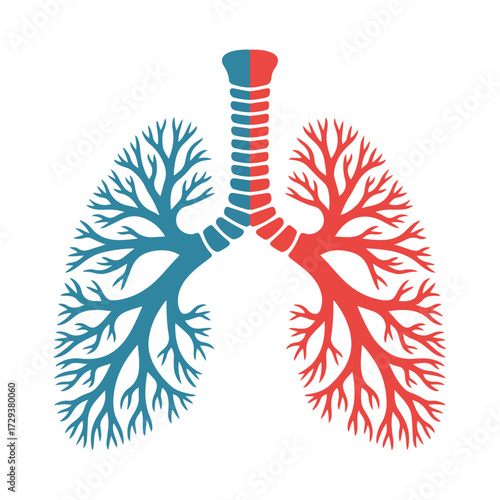 Stylized human respiratory system lungs isolated on white background