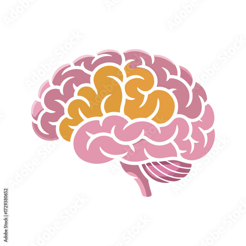 Stylized human brain anatomy with highlighted areas isolated on white background