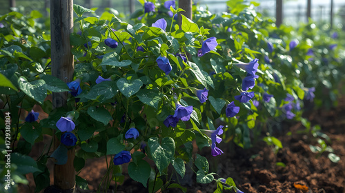 Purple Blooming Vines in Garden Trellis Under Sunligh