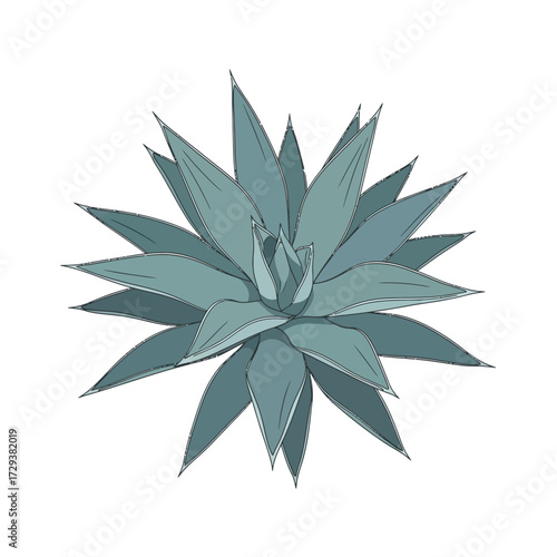 Illustration of a blue agave plant with pointed leaves arranged in a rosette pattern.