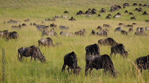Maasai Mara, Kenya : Slow-motion footage of group of  wildebeest walking across Maasai Mara National Park in Kenya, East Africa, captured during the migration season