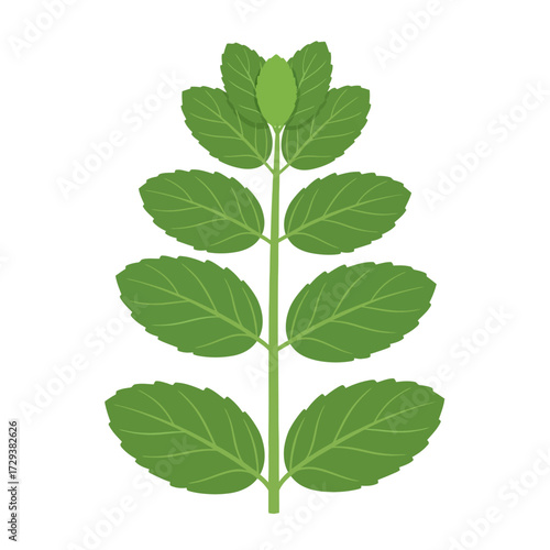 A vibrant illustration of a fresh green mint plant with serrated leaves arranged oppositely along a central stem.