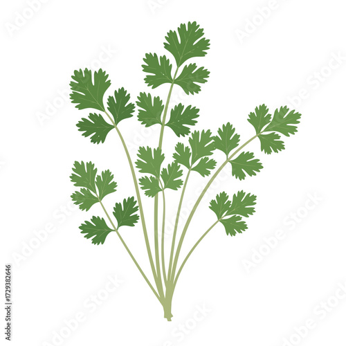 An illustration of fresh green cilantro or parsley leaves, commonly used as a culinary herb, depicted on a white background.
