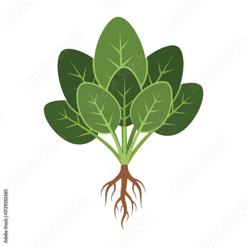 Illustration of a bunch of fresh spinach with green leaves and brown roots, isolated.
