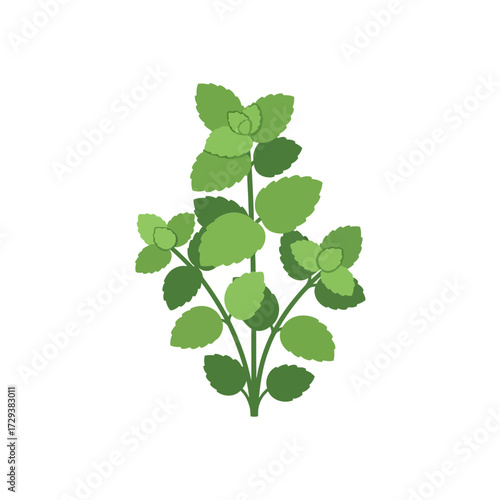 Illustration of a sprig of fresh green mint leaves, perfect for culinary and decorative purposes.