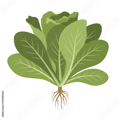 Illustration of a fresh green leafy vegetable with roots, resembling a head of lettuce or romaine.