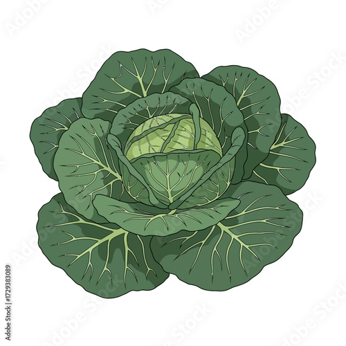 A detailed, hand-drawn style illustration of a fresh green cabbage head with large outer leaves, isolated on a white background.