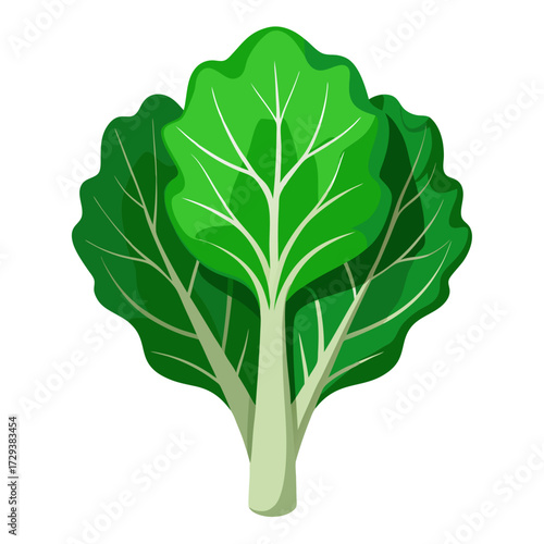 Illustration of fresh green chard vegetable swiss chard plant leafy greens for healthy eating diet plan