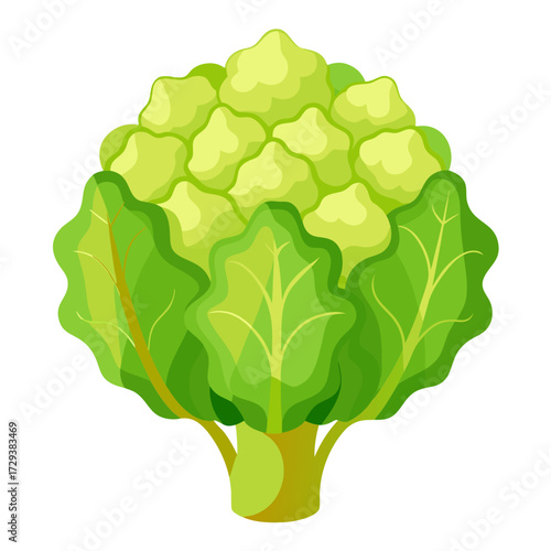 Explore fresh cauliflower head vector illustration for healthy eating and cooking recipes design use