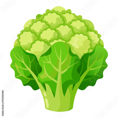 Illustration of fresh cauliflower vegetable with green leaves for healthy eating and diet tips