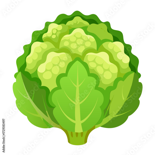 Illustration of fresh raw cauliflower vegetable healthy eating vegan food cruciferous plant diet