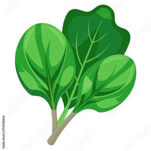 Fresh green spinach leaves vector illustration for healthy eating and vegetarian diet concept design