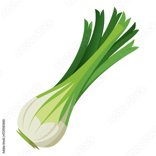 Fresh green onion scallion spring onion vector illustration for cooking and healthy eating diet