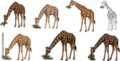 Giraffe cartoon illustration, eating leaves drawing, wildlife animal clipart, safari jungle art, cute giraffe character, nature vector design, playful pattern