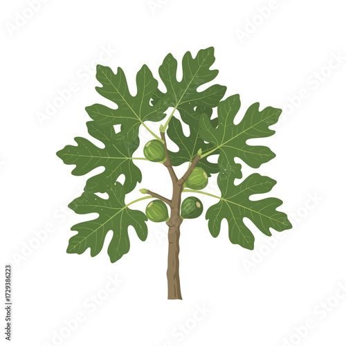 A detailed illustration of a young fig tree with several green fruits and large, lobed leaves.