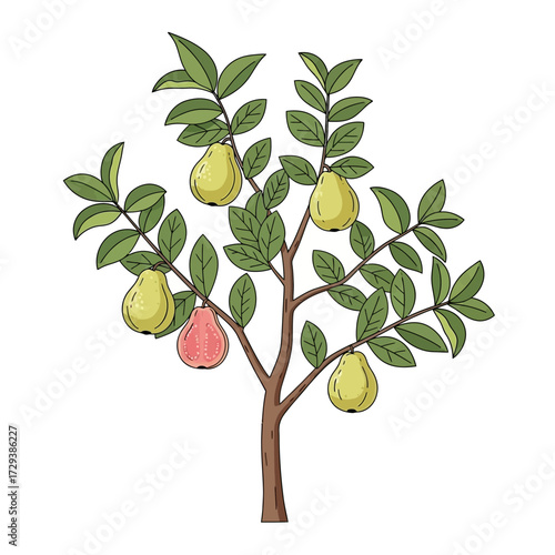 An illustration of a small pear tree with green leaves and ripe pears, including yellow and one red fruit, on a white background.