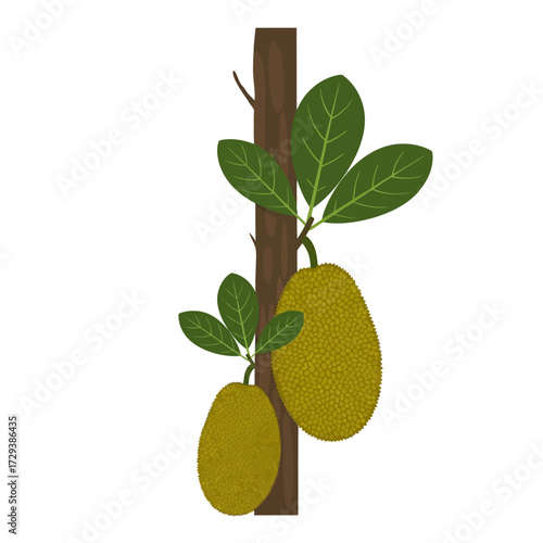 Illustration of a jackfruit tree with two fruits hanging from the trunk and green leaves.