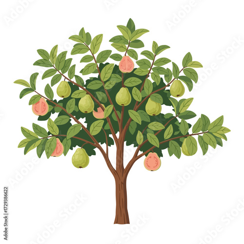 A vibrant illustration of a guava tree laden with both ripe pink and unripe green fruits, set against a white background.