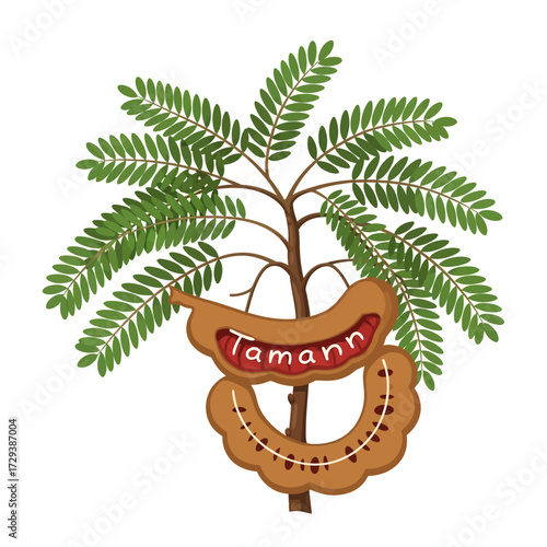 Illustration of a tamarind tree branch with green leaves and two brown pods, one open revealing the fruit pulp and seeds, with 'Tamann' text.