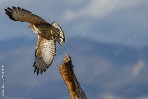 Broad-Winged Hawk Taking Flight