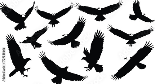 A powerful collection of American Bald Eagle silhouettes, capturing majestic flight poses, perfect for designs symbolizing freedom, strength, leadership, and the United States.