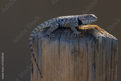 Spiny Backed Lizard perched on post taking in the sun