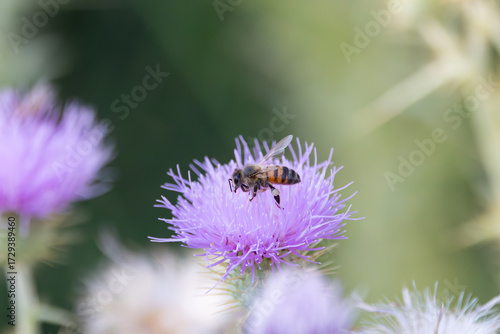 Western Bee on a purple thistle with nectar on hits legs
