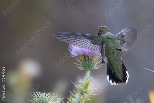 Black-Chinned Hummingbird hovering over a thistle