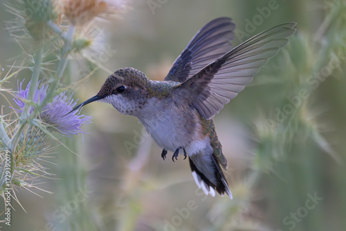 Black-Chinned Hummingbird feeding from a purple thistle