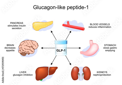 Functions of GLP-1. Glucagon-like peptide-1 for weight loss