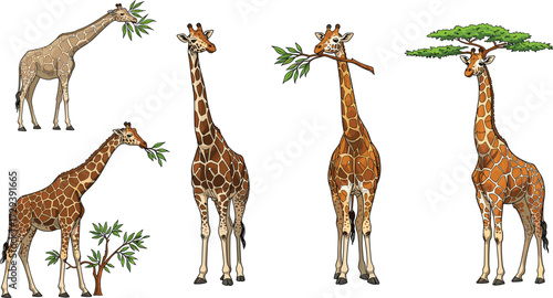 Giraffe illustration, African wildlife, tall mammal, long neck, feeding leaves, safari animal, nature artwork, cartoon design, forest habitat, character sketch, outdoor scene
