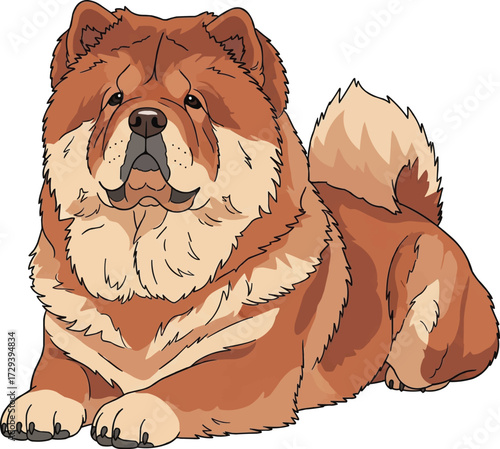 Chow Chow dog sitting alert relaxed front view vector illustration