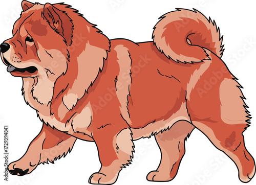 Chow Chow dog walking trotting side view vector illustration