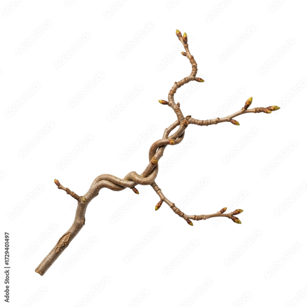 Fototapeta premium Twisted, brown, dormant bare twig branch with small budding tips, isolated on white and transparent background for nature, winter, and decor concepts