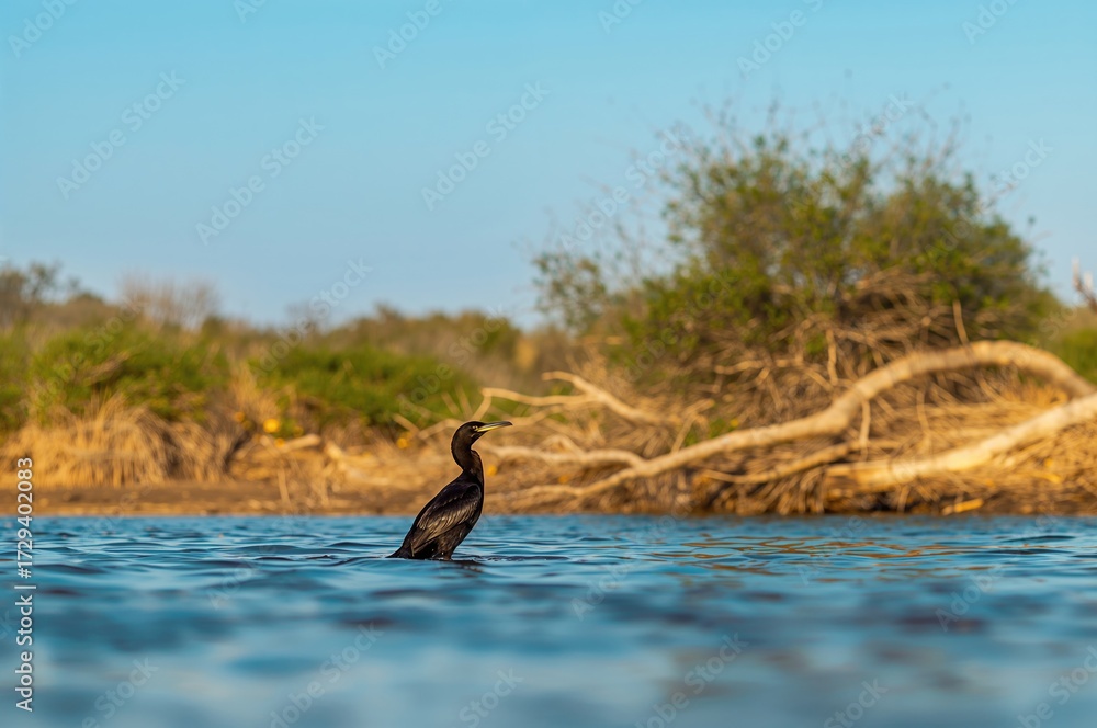 Obraz premium Wild cormorant in its natural habitat