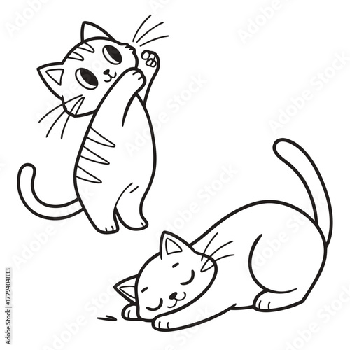 cat and mouse