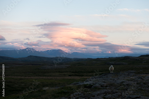 Schaf bei Sonnenuntergang in Island