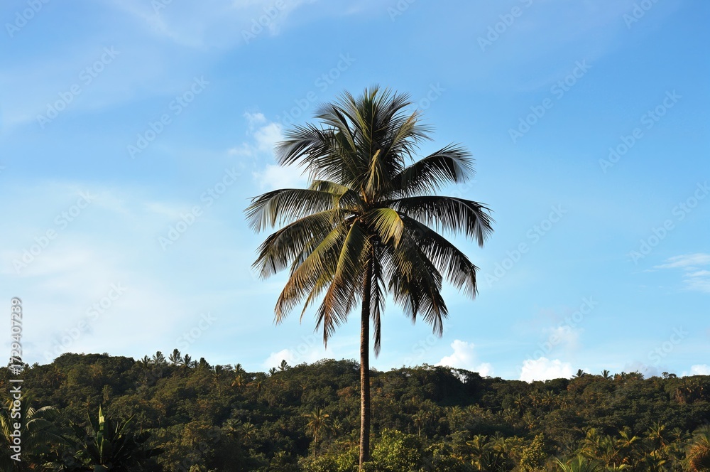 Fototapeta premium Palm tree silhouetted by a clear azure sky