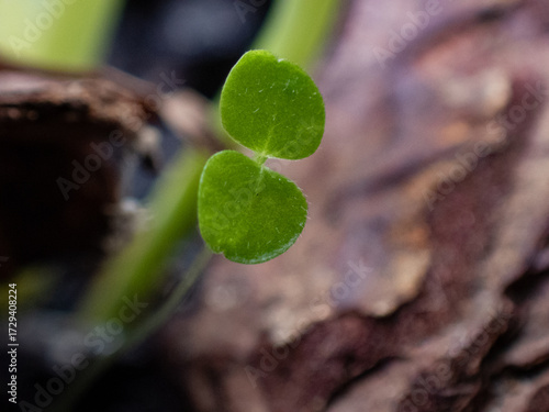 Sprout growing on ground