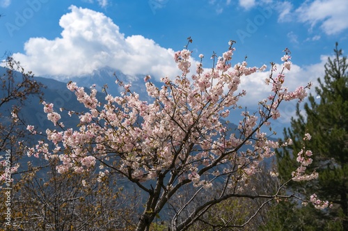 Wallpaper Mural Pink cherry blossoms blooming beneath a clear sky in the mountains. Torontodigital.ca