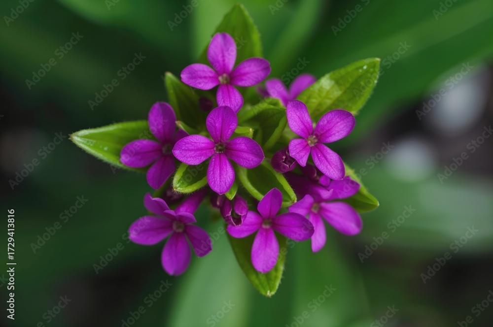 Fototapeta premium Close-up view from above of vibrant purple or magenta Curcuma alismatifolia blossoms with lush green foliage.